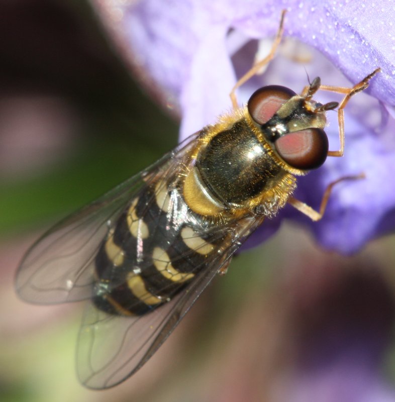 Scaeva%20sp.jpg