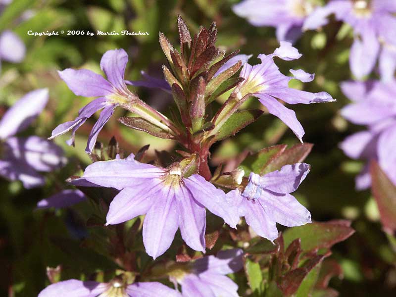 Scaevola-blue-wonder.jpg