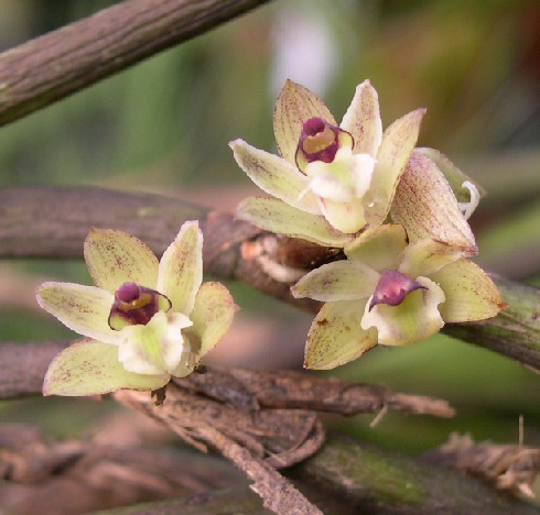 Scaphyglottis%20modesta.jpg