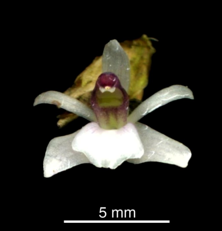 Scaphyglottis+prolifera.jpg