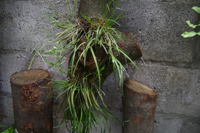 Scaphyglottiscrurigera1.jpg