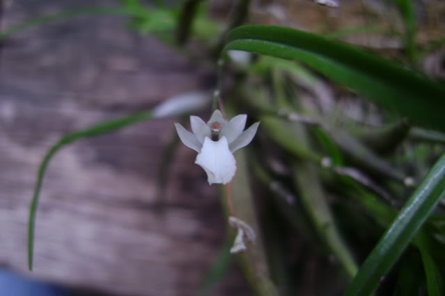 Scaphyglottiscrurigera3.jpg