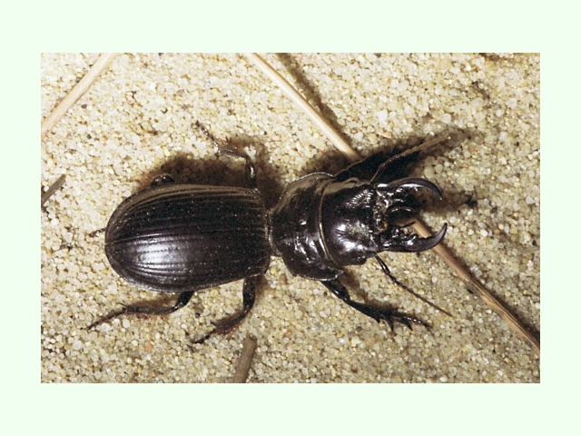 scarites_occidentalis.jpg