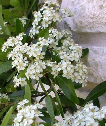Scarlet_Firethorn_%28Pyracantha_coccinea%29.jpg