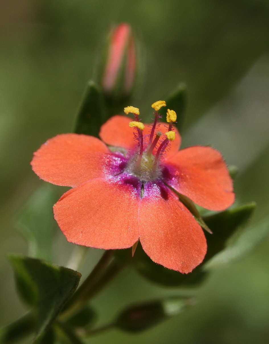 Scarlet_pimpernel2.jpg