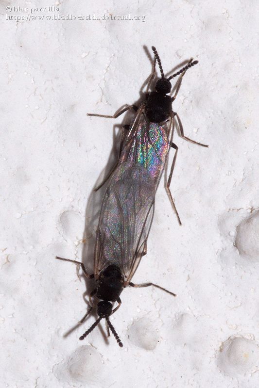 Scatopsidae-545254.jpg