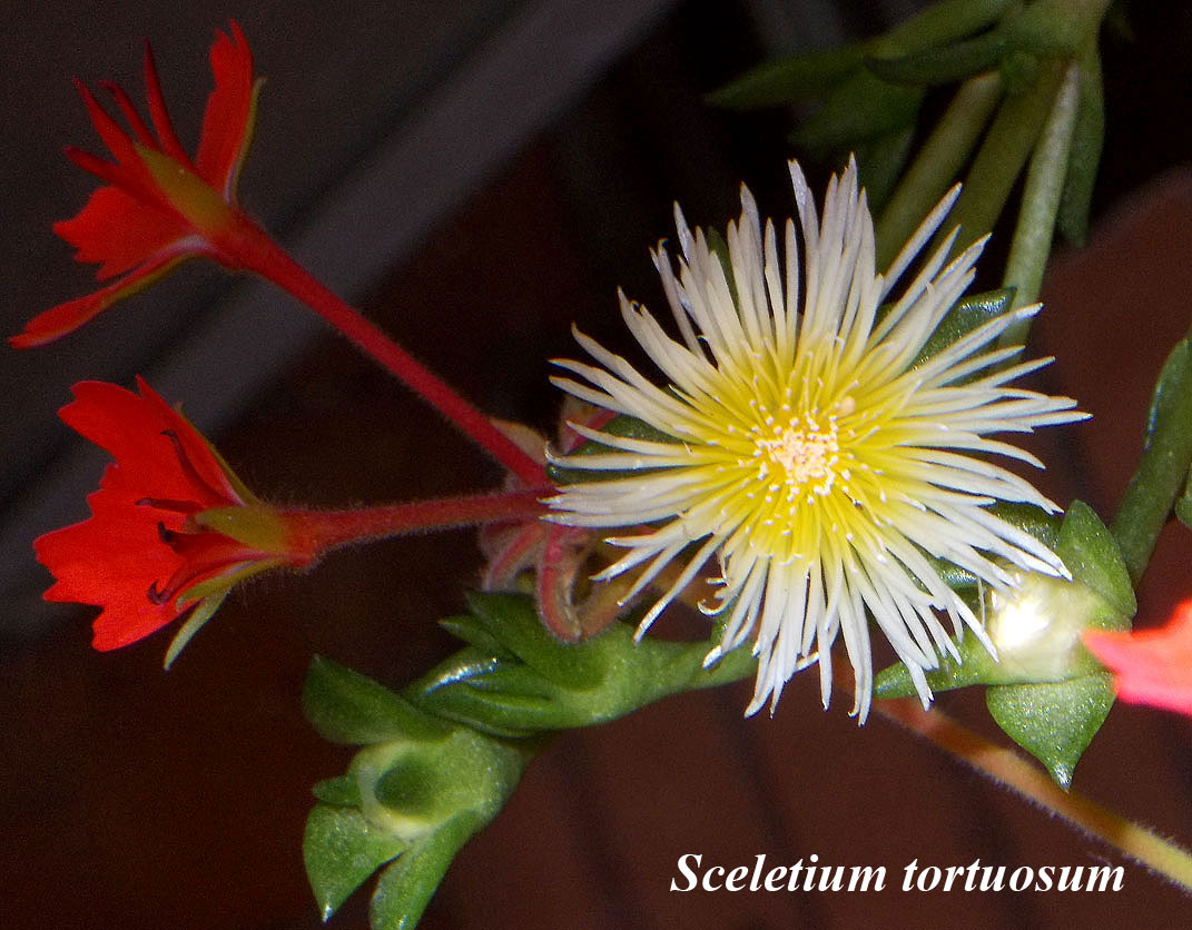 Scel_tortuosum.jpg