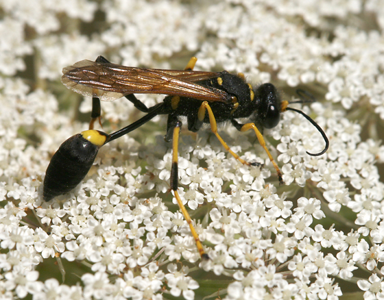Sceliphron_caementarium,I_SD6793.jpg