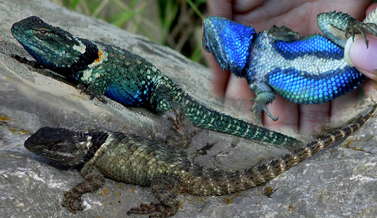 Sceloporus-torquatus.jpg