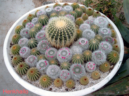 Schaal%20Cactussen.jpg