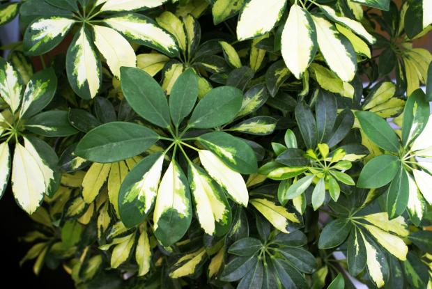 schefflera-amate-soleil-DSC02836JB_0.jpg