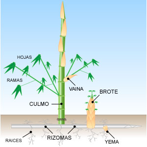 schema-pousse-bambou_es.jpg