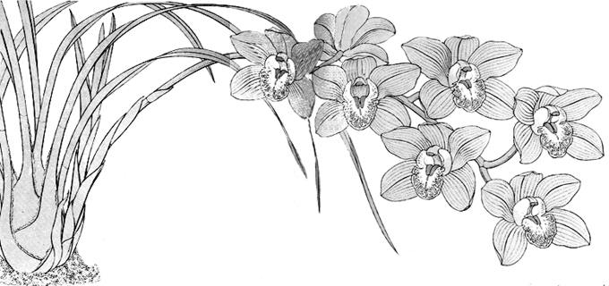 schema_fiorale.jpg