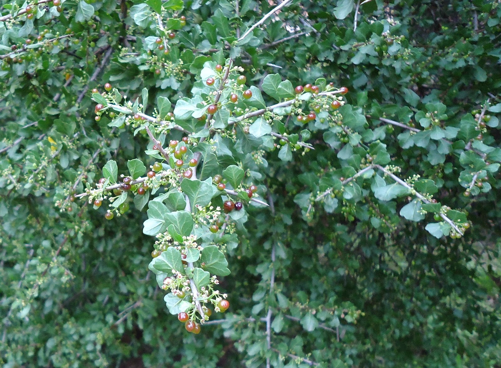 Schinus%2Bfasc%2BMoradillo%2Bp.JPG