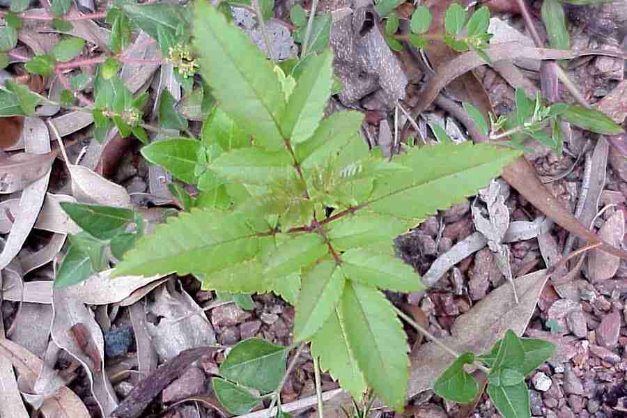 schinusterebinthifolius3.jpg