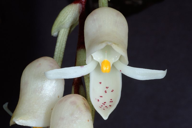 schlimmiaspecies11_1.jpg