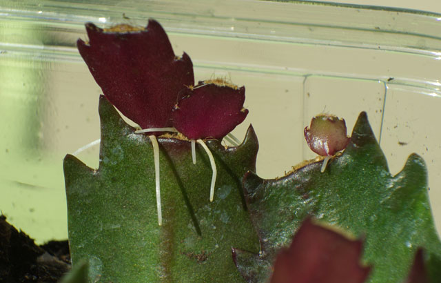 Schlumbergera-1.jpg
