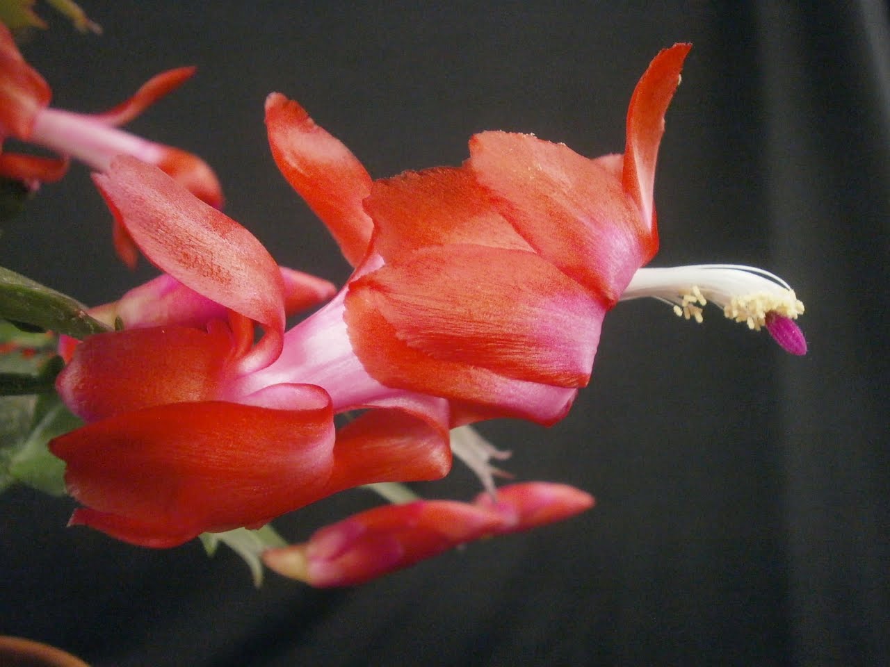 schlumbergera+caribbean+dancer+flower+c-u+(own).jpg