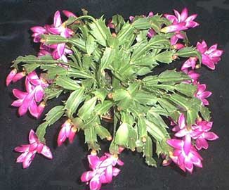 schlumbergera-truncata.jpg