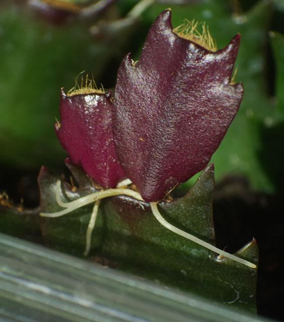 Schlumbergera2.jpg