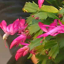 schlumbergera_buckleyi.jpg