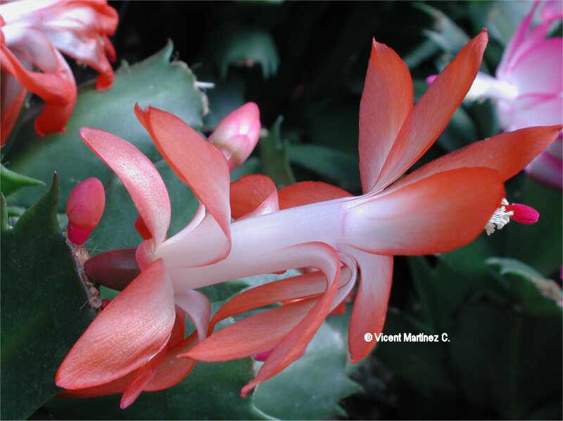 schlumbergera_gaertneri.jpg
