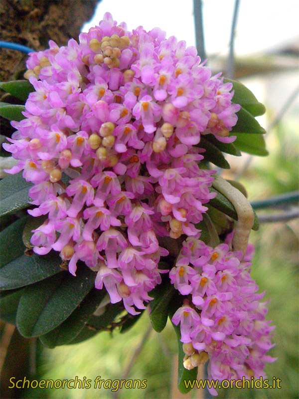 schoenorchis_fragrans.jpg