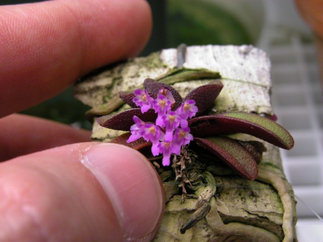 Schoenorchis_fragrans_LG1b_small.jpg