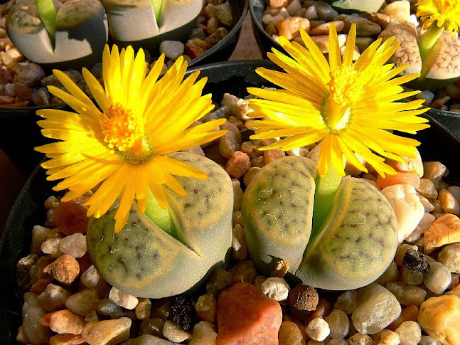 schwantesii.jpg