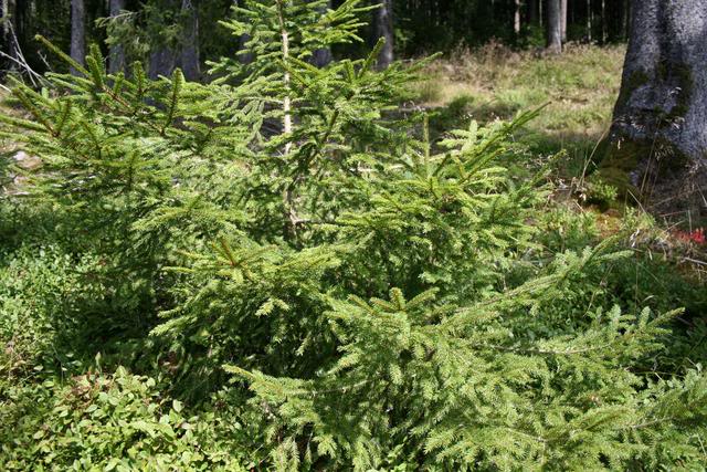 Schwarzwald5.jpg