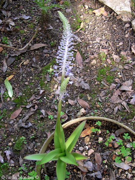 scilla-haemorrhoidalis.jpg
