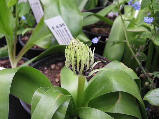 scilla-peruviana.jpg