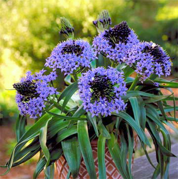scilla_peruviana.jpg