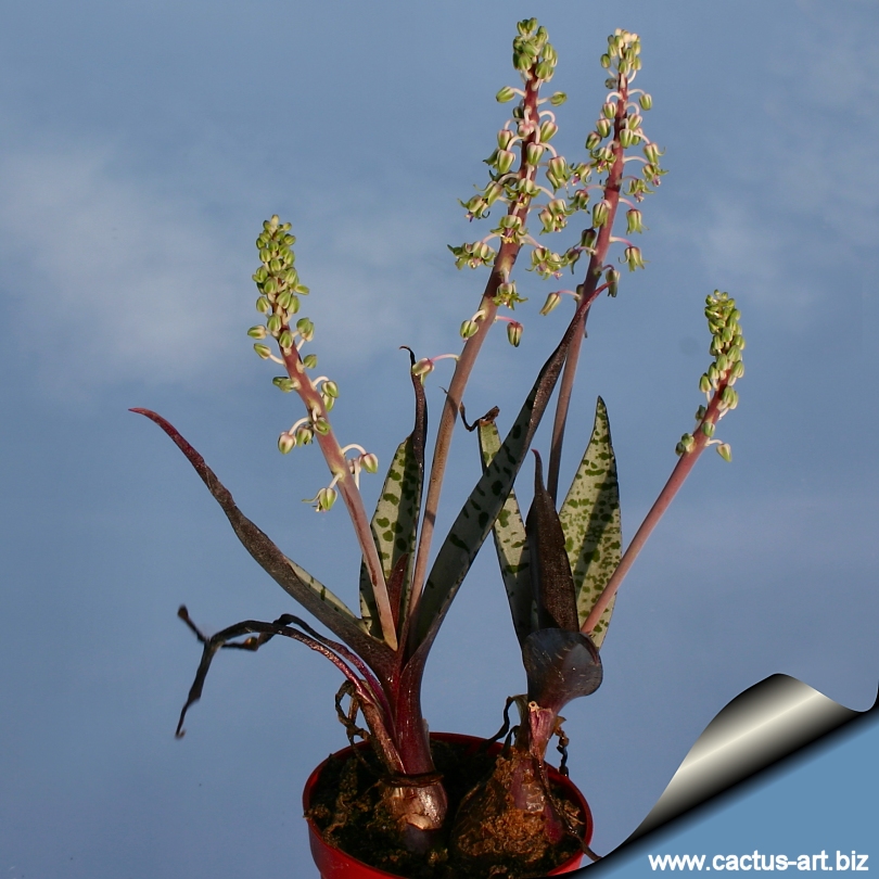 Scilla_violacea_blooms_810.jpg