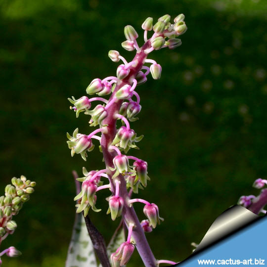 Scilla_violacea_flowers_540.jpg