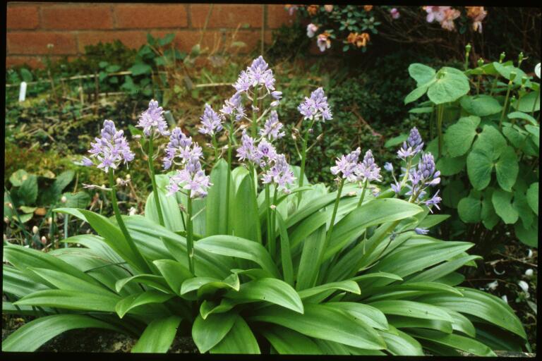 scillhyacinth.jpg