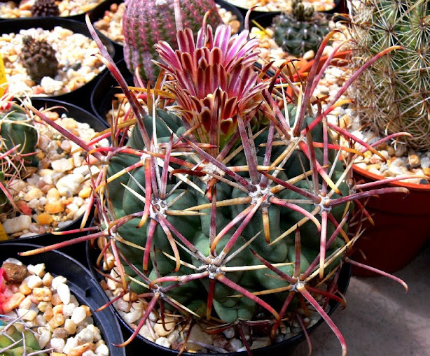 Sclerocactus%2Bmathssonii.jpg