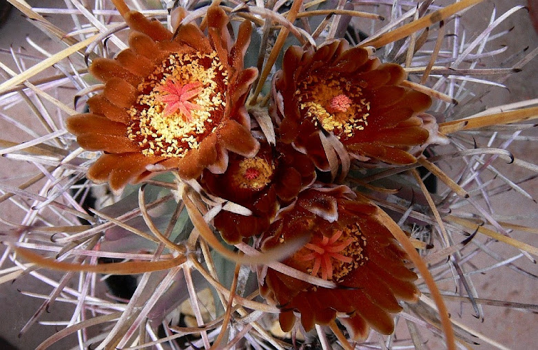 Sclerocactus%2Buncinatus.jpg
