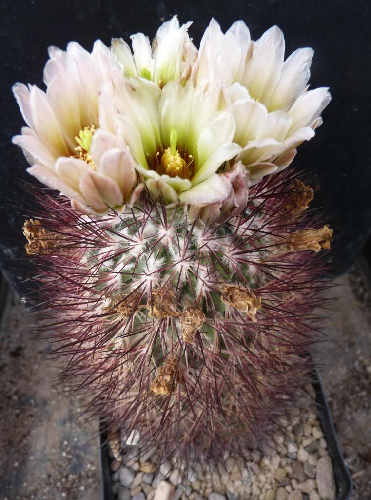 Sclerocactusjohnsoniilutescens03_zps59b4ee2f.jpg
