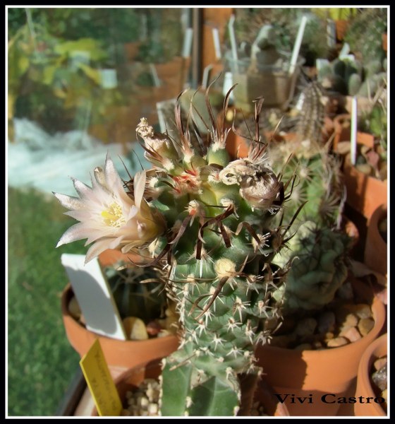 SclerocactuspapyracanthusexToumeyapapyracantha.jpg