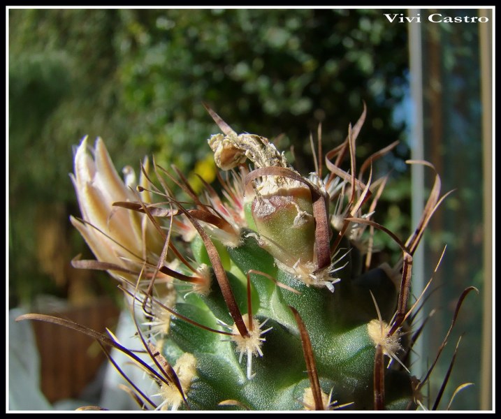 SclerocactuspapyracanthusexToumeyapapyracantha4-1.jpg