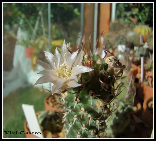 SclerocactuspapyracanthusexToumeyapapyracantha5-1.jpg