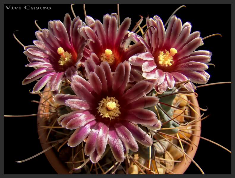 Sclerocactusuncinatus20102.jpg