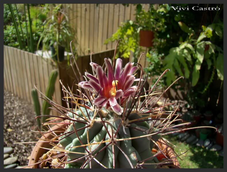 Sclerocactusuncinatus2011.jpg