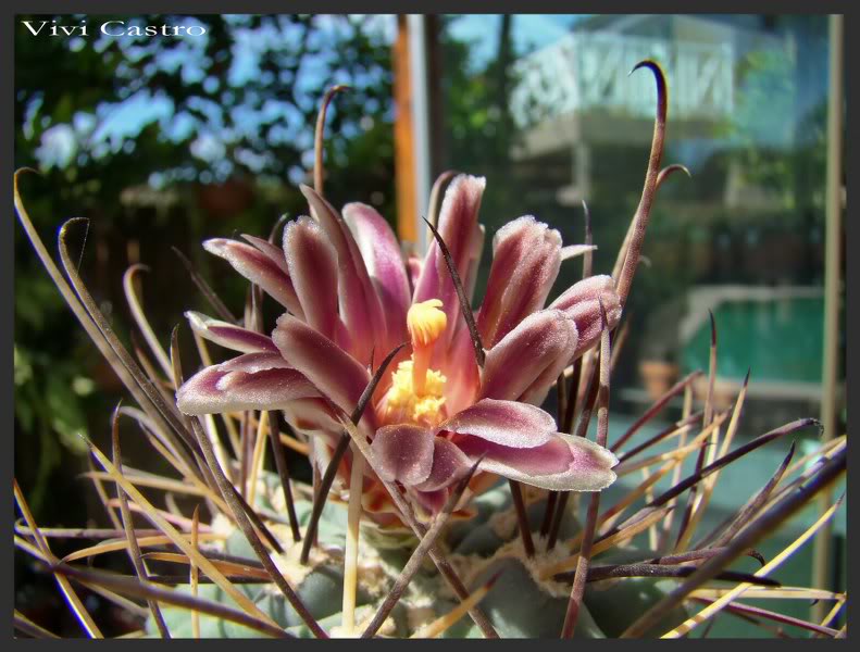 Sclerocactusuncinatus20112.jpg