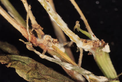 sclerotiniasclerotiorum.jpg