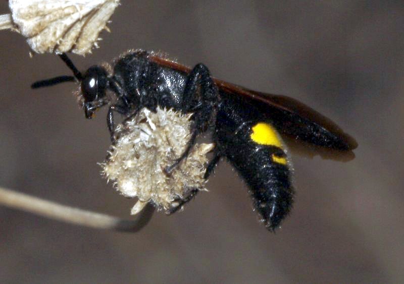 Scolia%20hirta_4232.jpg