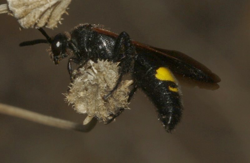 Scolia%20hirta_4233.jpg