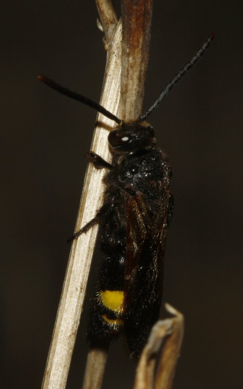 Scolia%20sp_4350.jpg
