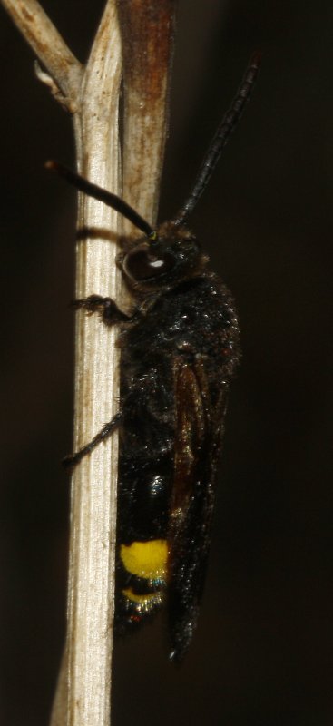 Scolia%20sp_4351.jpg